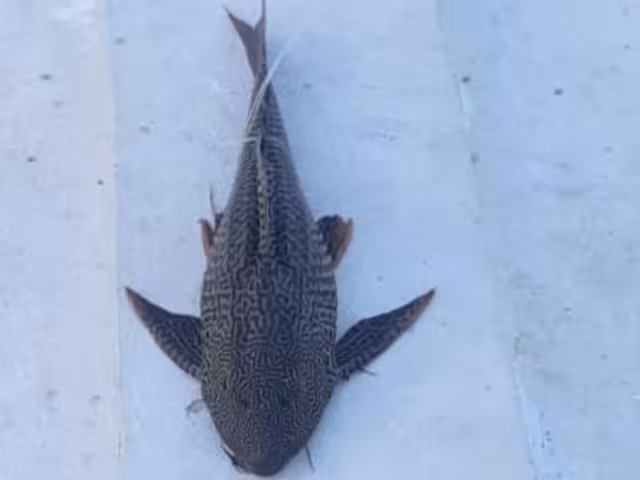 Continúa expansión de pez diablo en el sur de Quintana Roo