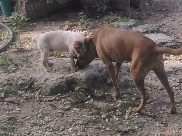 Vecinos denuncian abandono y envenenamiento de perros en Sabancuy