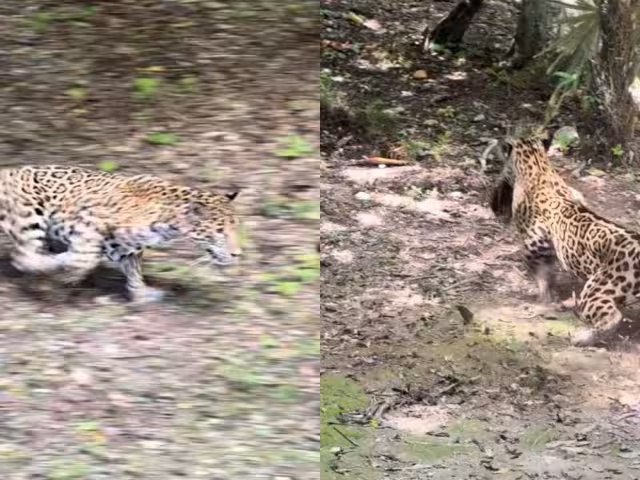 El jaguar cuenta con la mordida más fuerte de entre todos los felinos del planeta