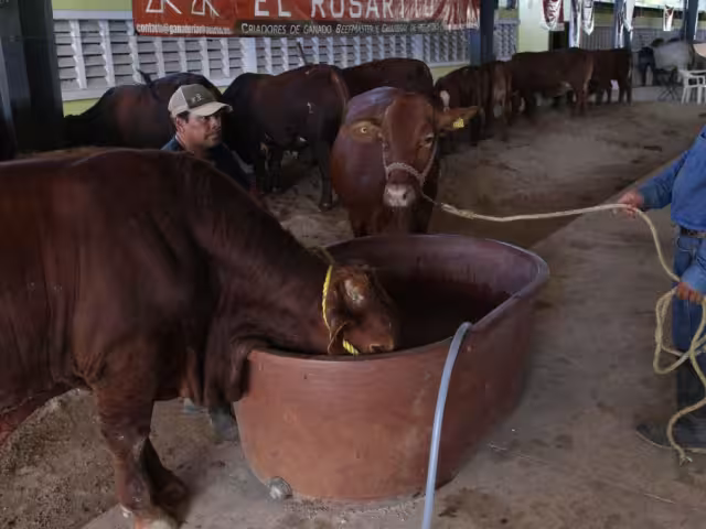 De acuerdo con el Consejo Nacional Agropecuario, el cierre ha ocasionado la interrupción del envío de al menos 650 mil cabezas de ganado a EU