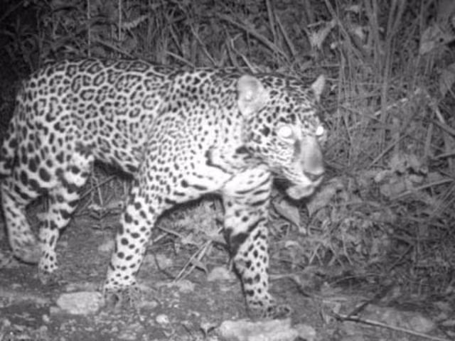 Cifras de jaguares en disputa; expertos cuestionan conteo