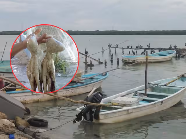Capturas de pulpo bajan en Sabancuy: Piden vigilancia ante saqueo de buzos