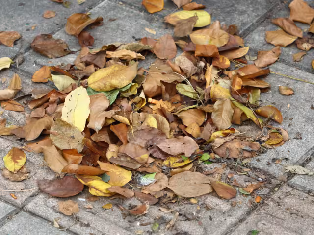 La hojarasca aporta nutrientes al suelo, lo protege de la erosión y ayuda a retener la humedad