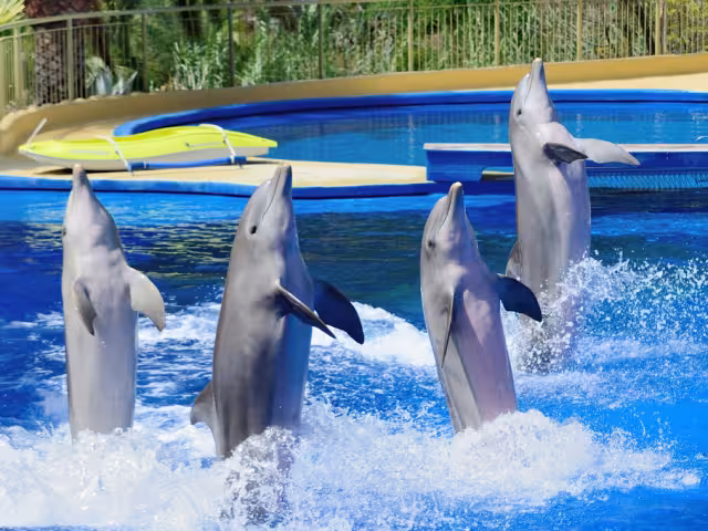 El Senado aprobó la Ley Mincho, que prohíbe espectáculos con delfines y limita su reproducción y cautiverio.