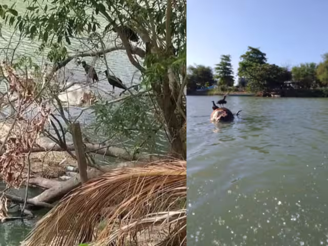 Productores arrojan animales muertos al río Palizada.