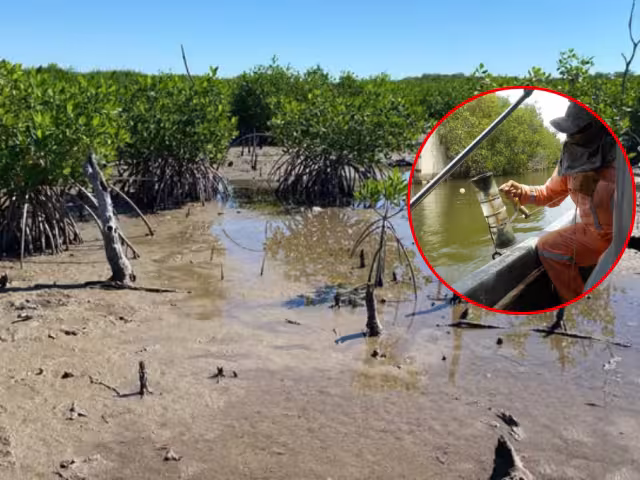 Investigadores de la UNAM alertan deterioro en el estero Pargo por descargas de aguas residuales y azolvamiento.