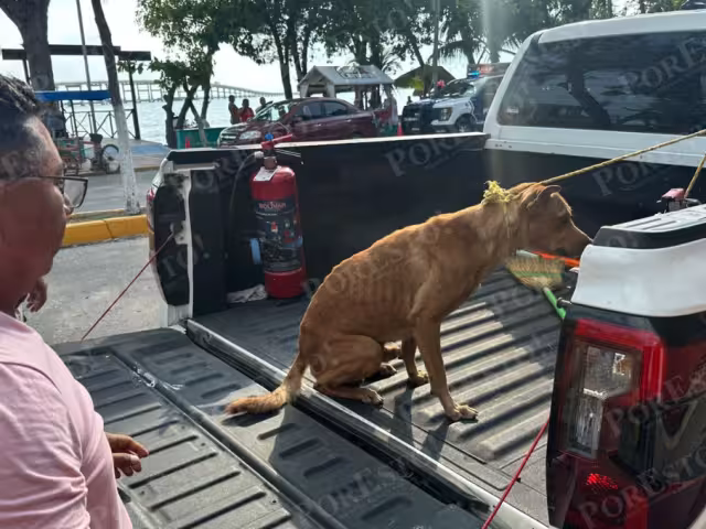 Perro del Guanal bajo resguardo tras incidente con motociclistas