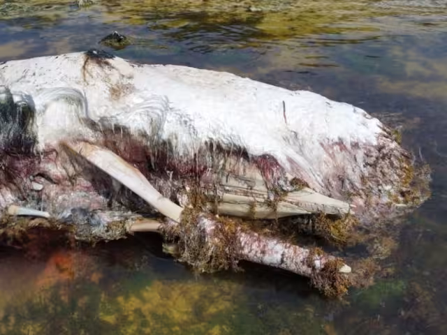 Recala ejemplar marino en Mahahual