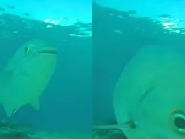 La cámara permitirá monitorear a las poblaciones de peces y otras especies