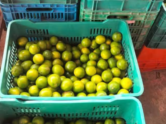 Caída drástica en el precio del limón por sobreproducción