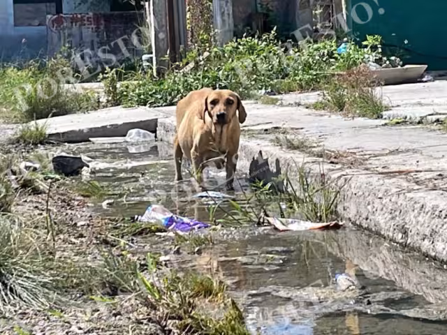 La fuga proviene de una privada y se extiende hasta la calle 13, afectando a colonos cercanos.