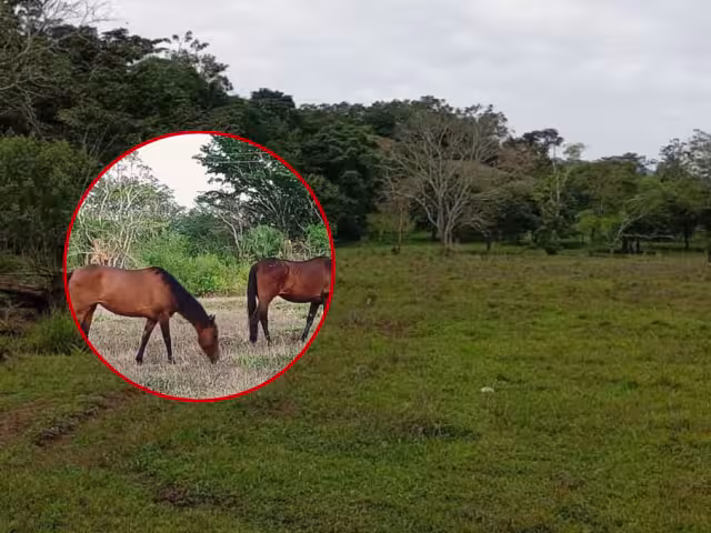 Denuncian robo de equinos en Escárcega; desaparecen cinco animales