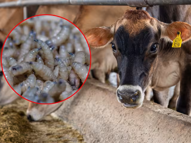 La UNAM advierte que el regreso del gusano barrenador es producto de una “tormenta perfecta”:
