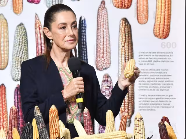La presidenta Claudia Sheinbaum reafirmó el compromiso de su gobierno de proteger las variedades criollas de maíz
