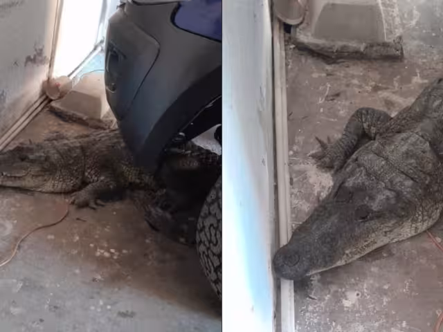 El dueño de la casa llamó a las autoridades