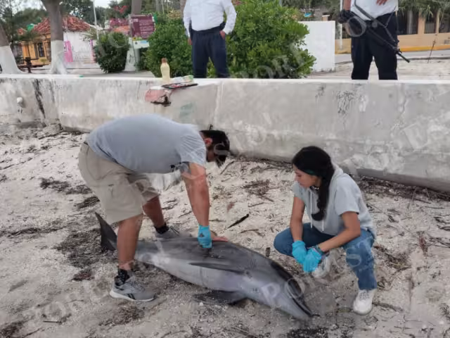 Biólogos de la UNACAR tomaron muestras para investigar las causas del fallecimiento.
