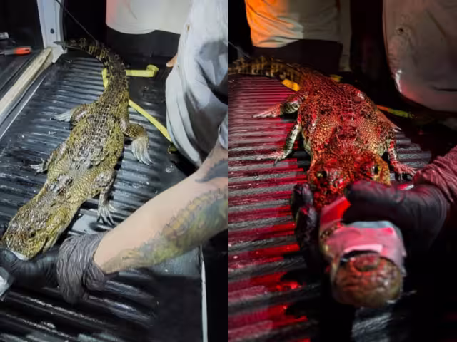 El ejemplar fue asegurado con cuerdas y técnicas especializadas