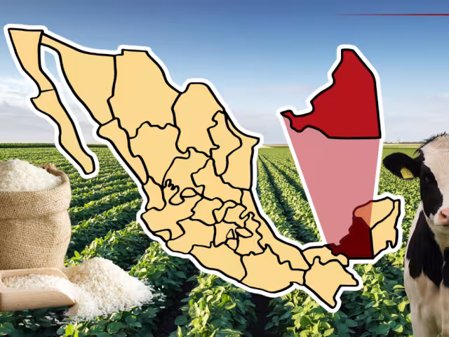 Sembrando bienestar: Campeche cosecha arroz con apoyo federal