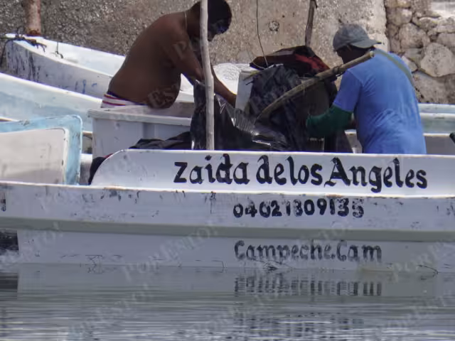 Captura de pulpo maya baja a 10 kilos por embarcación en Lerma
