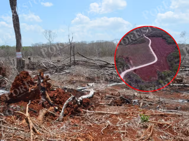 Los menonitas, por su cultura, son acusados de destruir el medio ambiente al desmontar grandes áreas de selva