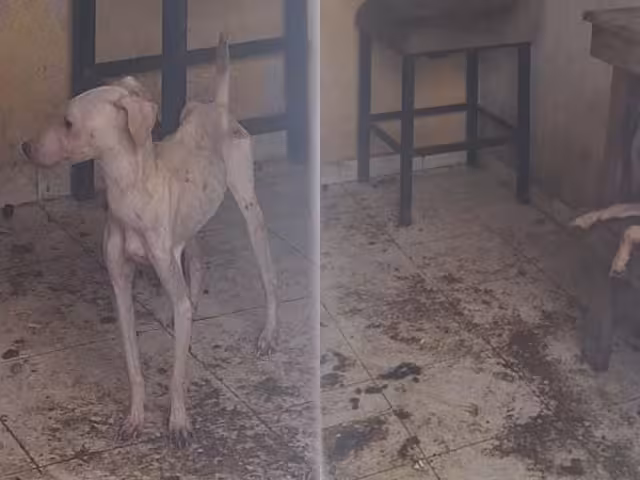 La FGE reiteró su compromiso con la protección y el bienestar animal