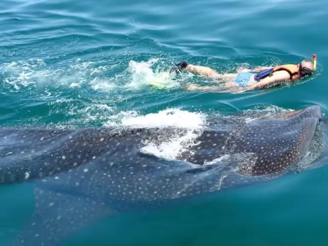 Se registra el arribo de tiburones ballena a la plataforma continental del Oriente de Yucatán