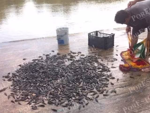 Topota y pejelagarto alegran la economía local tras la creciente del Palizada