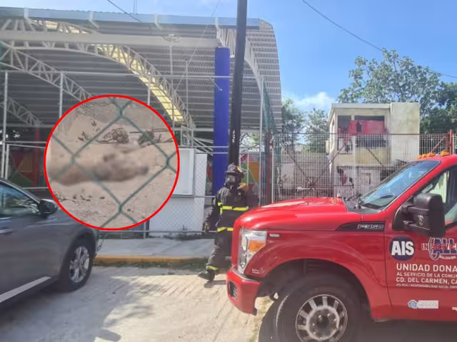 Perrita amarrada sufre feroz ataque de abejas en casa invadida de Lomas de Holché