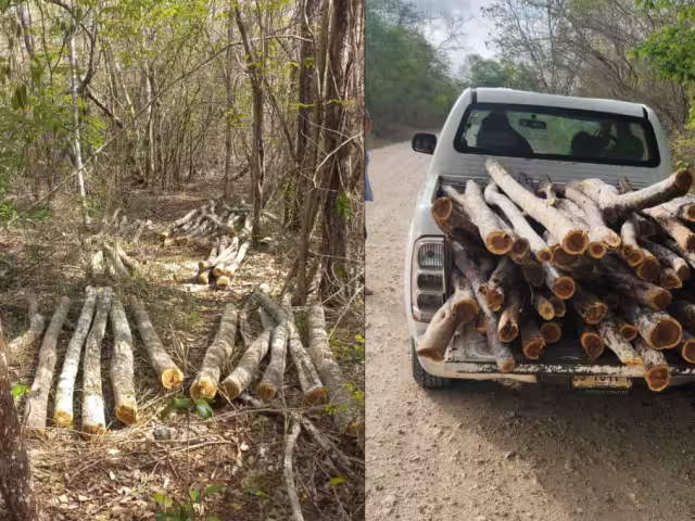 Investiga PROFEPA tala ilegal en rancho de ex comisario ejidal en Tenabo