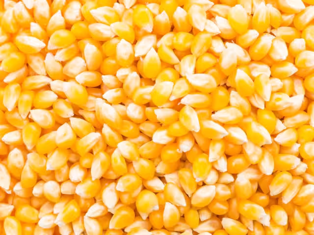 El maíz resaltaba como uno de los principales alimentos implicados en el caso Monsanto