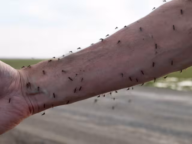La alarma más preocupante respecto al dengue es la detectada en las ovitrampas.