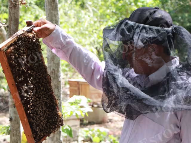 La Secretaría de Salud reporta 86 ataques de abejas en lo que va del año, seis más que en 2024.