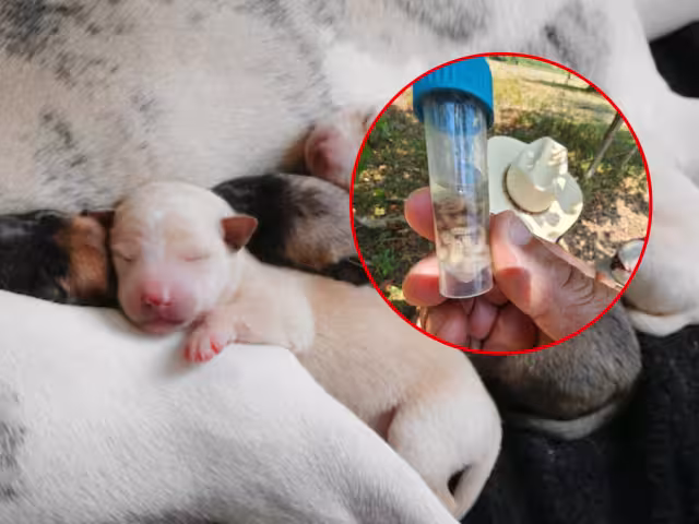 Animales recién nacidos en riesgo por gusano barrenador; larvas invaden ombligos, advierten veterinarios en Campeche