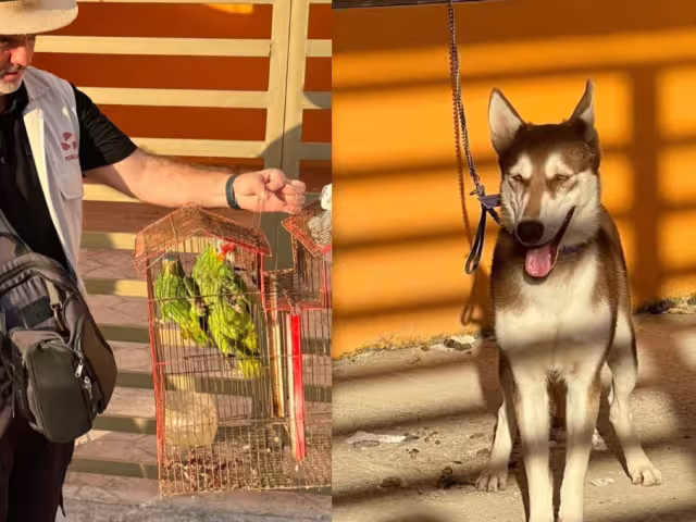 Una perra Husky y dos loros fueron rescatados tras permanecer abandonados varios días en un predio de Bosque Real, Campeche.