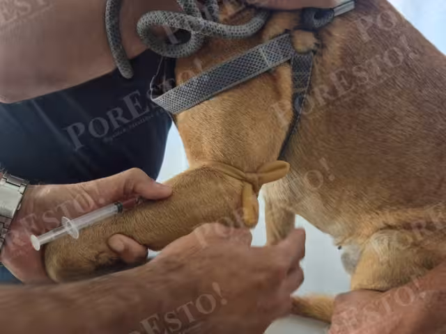 Inició en Champotón la campaña de esterilización y vacunación antirrábica felina y canina 2025.