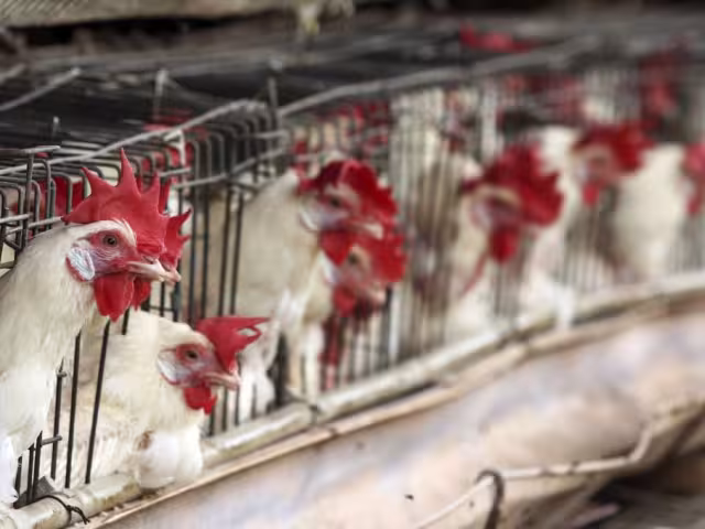 Brasil exportó más de 5 millones de toneladas de productos avícolas este año