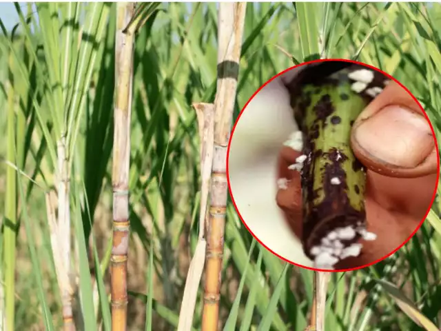 Confirman presencia de hongo Fusarium en caña de azúcar en Campeche: productores en alerta