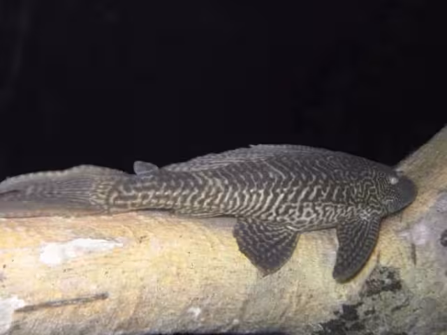 Alerta de riesgo ambiental en Bacalar ante la temporada de reproducción de pez diablo, aseguran que pone en peligro a las especies nativas