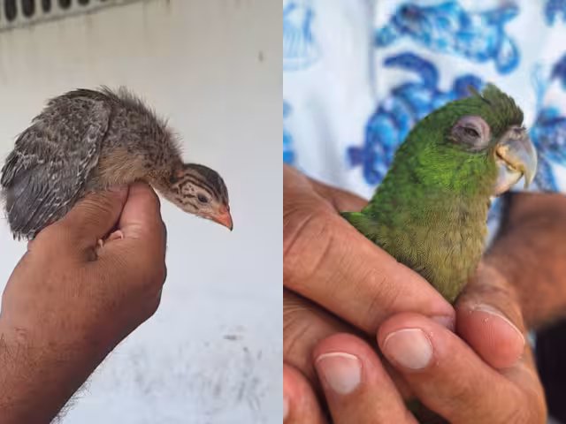 Rescatan perico y gallina de Guinea en Campeche para darles refugio y atención
