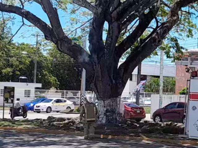 Retiran panal de abejas en vía pública en Chetumal