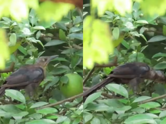 El kau o zanate no es especie nativa de la Península de Yucatán