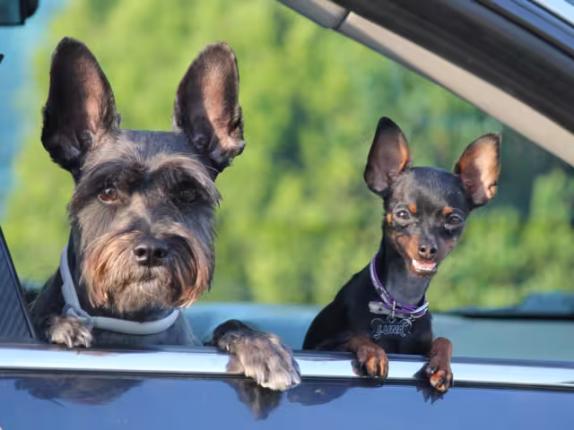 Llevar mascotas o menores en el asiento del copiloto es una infracción en Campeche.