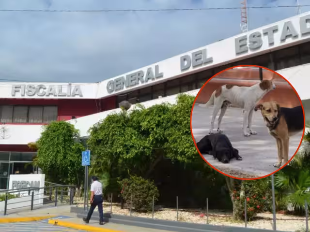 Justicia para ‘Tobi’: Congreso de Campeche exige reabrir carpetas de investigación por maltrato animal