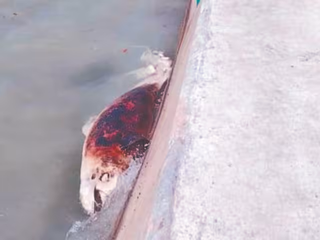 El oleaje fue empujando el cadáver del cetáceo hasta la orilla del malecón de la Villa