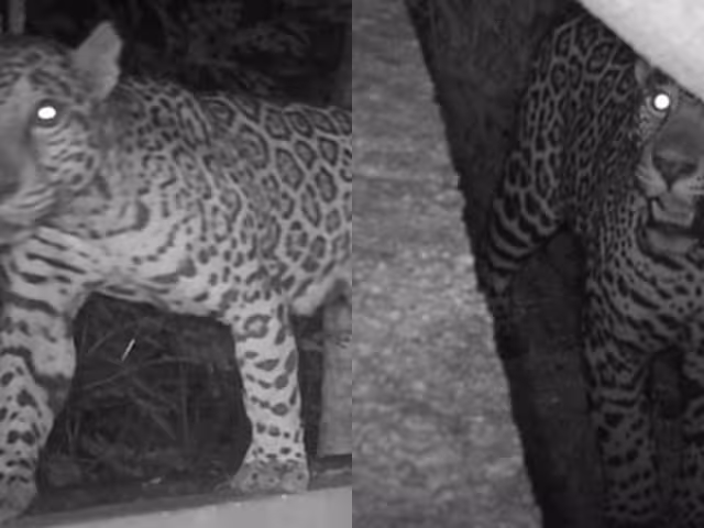 Debido a la mala tenencia de mascotas, los jaguares han incluido en su dieta a perros y gatos