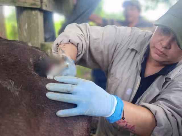 Detectan brote de gusano barrenador en Bacalar; autoridades llaman a la prevención
