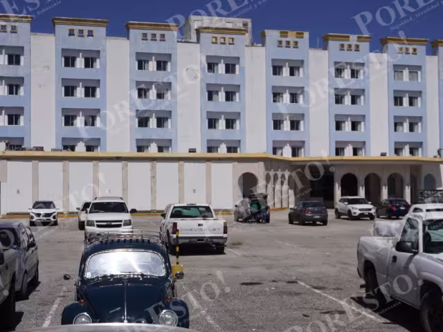 Hallan sin vida a un oso hormiguero en la carretera Campeche–Champotón.