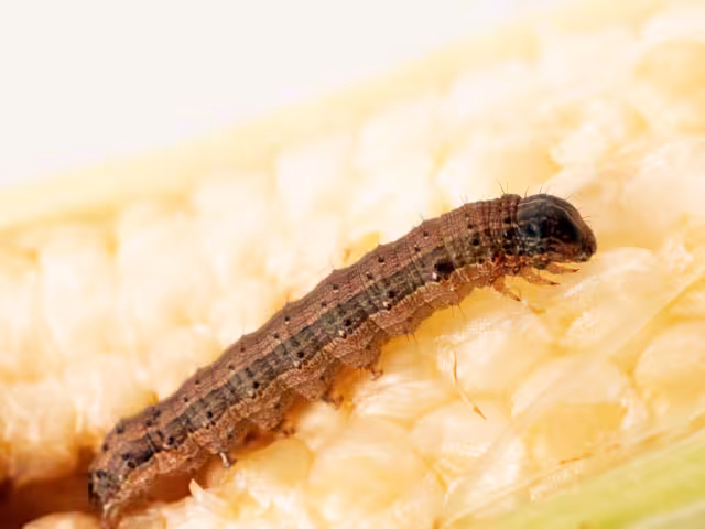 El gusano cogollero resiste plaguicidas y pone en riesgo cientos de hectáreas de maíz en Campeche.