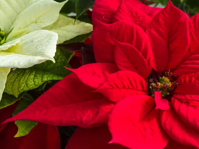 La Cuetlaxóchitl: La Flor de Noche Buena