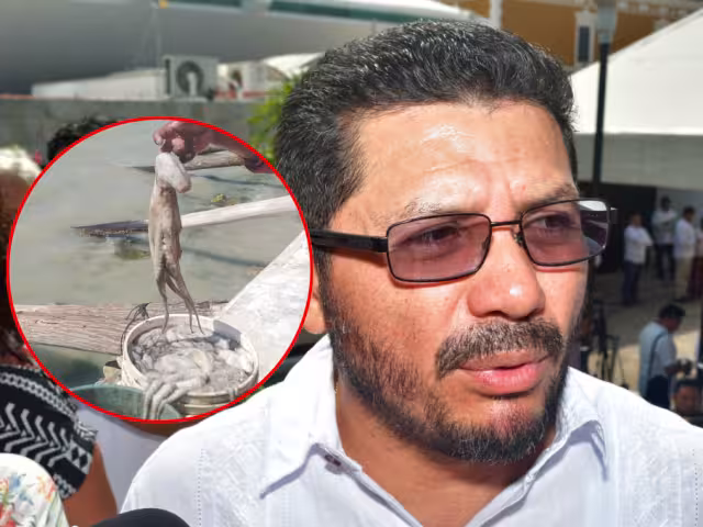Captura de pulpo cae 16 % en Campeche; consumo no representa riesgos